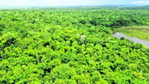 Más de dos millones de hectáreas de la Selva Maya en Petén sin resguardo estatal