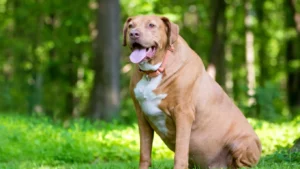 ¿Cómo afecta a las mascotas el sobrepeso y obesidad?
